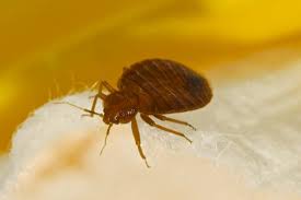 Intestinal parasites such as intestinal worms in humans doesn't always cause any signs or specific parasite symptoms. Parasites Types In Humans Worms And Ectoparasites