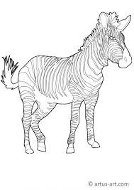 Zebra Ausmalbild Gratis Zebra Malvorlage Zum Ausdrucken Ausmalen