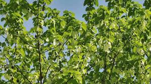 Image result for Rytigynia ruwenzoriensis