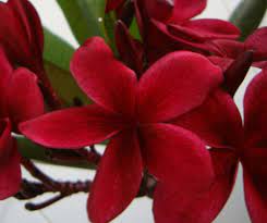 No pure black, but there are some deep reds that can get close to black in intense heat. Pin On Flowers Plumeria My Favourite Flower