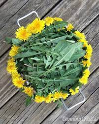 Dandelion Recipes If You Can T Beat Them Eat Them Dandelion Recipes Green Grapes Nutrition Wild Edibles Recipes