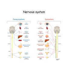 560 Autonomic Nervous System Illustrations Clip Art Istock