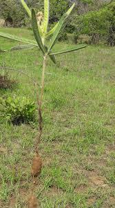 Image result for Eriosema pauciflorum