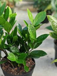 Yes, zz plants are poisonous to both humans and pets. How To Care For The Zz Plant All About Caring For A Zz Plant Indoors