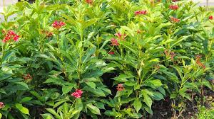 Image result for Jatropha campestris