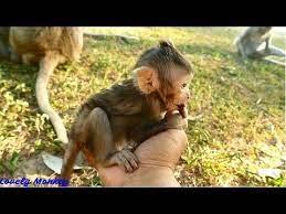 Lovely Monkey Youtube Animals Monkey Baby Monkey