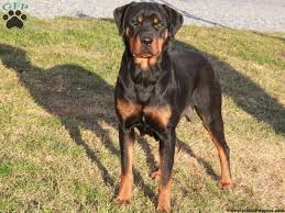 German Shepherd Pitbull Mix Black And Brown Gorgeous Pitbull Mix Puppies Rottweiler Mix Puppies Rottweiler Mix