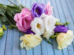 Check spelling or type a new query. The Best Flowers For All Occasions