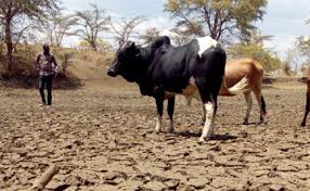With challenges of rainfall and grader modification 2: Petition Update 500 Cows Die As Drought Wreaks Havoc In Ntoroko The Daily Monitor March 27 2019 Change Org
