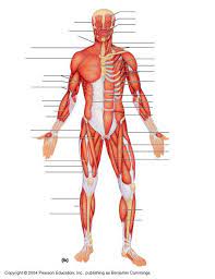 It is long and thin, running across the thigh in a inferomedial direction. Biology Cartersville Muscle Diagrams Muscle Diagram Muscular System Anatomy Body Muscle Anatomy