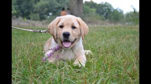 Yellow english lab / labrador puppies for sale in michigan there's so much to love about our yellow lab puppies for sale in michigan. Cuteness Alert English Lab Puppy First Week Home Youtube