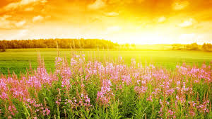 Bright Spring Desktop Wallpapers Top Free Bright Spring Desktop Backgrounds Wallpaperaccess