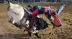 Originally, the rodeo clown was a single job combining bullfighting—the protection of riders thrown from the bull, as well as being an individual who provided comic relief. Sean Spicer And The Rodeo Clown Strategy Politico