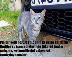 Humeyra Adli Kullanicinin Self Care Panosundaki Pin Kedi