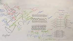 Steps Of Muscle Contraction Write By Tanya Deorr Physiotherapist Anatomy And Physiology Muscle Contraction Steps Free Education
