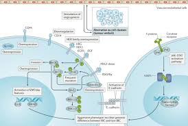 Image result for Inflammatory breast cancer