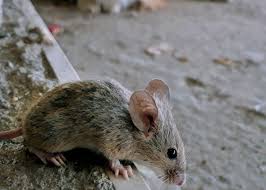 Pre and post crush are both welcome. Stories Of Murdering Mice