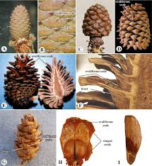 Image result for Pseudovigna