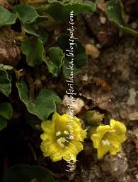 Image result for Merremia emarginata