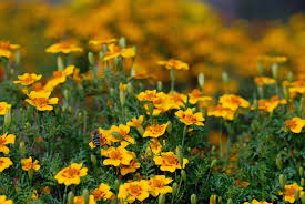 Image result for tagetes)