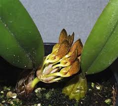 Image result for Bulbophyllum cochleatum