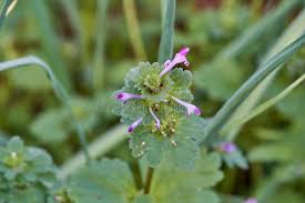 Image result for Chlorophytum amplexicaule