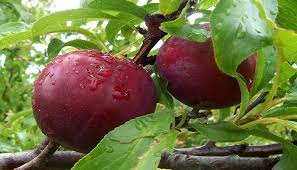 Beberapa tanaman buah yang dapat ditanam di dalam pot di antaranya mangga, jeruk, dan persik. Cara Menanam Buah Plum Dalam Pot Tabulampot Di Indonesia Bagi Pemula Faunadanflora Com