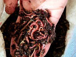 We did not find results for: Half Pound Composting Worms Redwood Wigglers