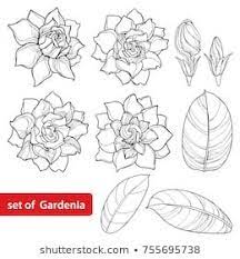 Vector Set With Outline Gardenia Flower Ornate Bud And Leaves In Black Isolated On White Background Perennial Tropica Gardenia Tattoo Gardenia Coloring Books
