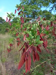 Image result for Securidaca longepedunculata