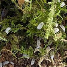 Image result for Isoberlinia tomentosa