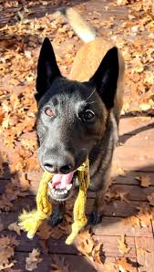 Image result for invalid dog wheelset