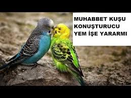 Muhabbet Kusumu Yumurtali Olarak Aldim Sorun Ne Olabilir Youtube