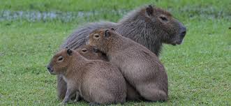 Los guanacos son vegetarianos, su dieta incluye pastizales, arbustos y hojas de pequeños árboles. Capybara Carpincho