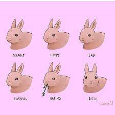 Are Rabbits Easy To Look After Pet Bunny Pet Rabbit Care Funny Rabbit