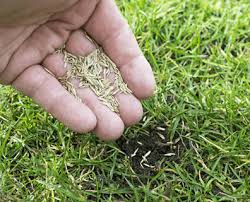 Can i gently mow it with my push mower? When To Plant Grass Seed In Spring