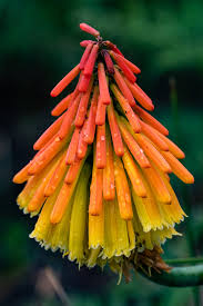 Image result for Kniphofia dubia