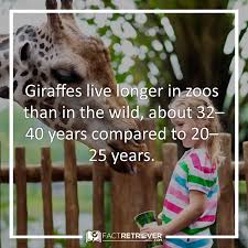 38 Soaring Giraffe Facts Incredible Giraffe Facts Giraffe Facts Giraffe Animal Facts