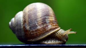 Als gestaltungselement im garten ist cortenstahl zurzeit sehr beliebt. Weinbergschnecke Freund Helfer Im Garten Ansiedeln Schutzen