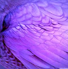 Pin By Cecily On Abeastly Purple Aesthetic Purple Purple Rain