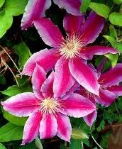 Maybe you would like to learn more about one of these? Clematis Doctor Ruppel About Garden Com