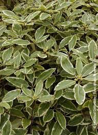 Image result for Pittosporum eugenioides