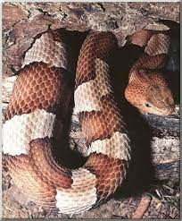 How To Identify A Copperhead Scary Snakes Snake Snake Lovers
