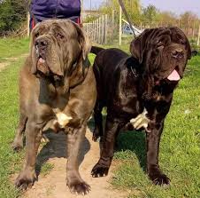 Criadero mapa mastín napolitano colombia is at cota, bogota. Kennel De Danubiana Mastino Napoletano Romania Startseite Facebook
