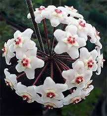 Hoya carnosa h8 from $15.50. Hoyas Plants And Species Australian Nurseries Online