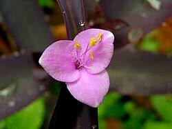 Image result for Tradescantia pallida