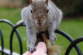 The stadium is served by the st james park railway station,. Eichhornchen Im St James Park Sebastian Born
