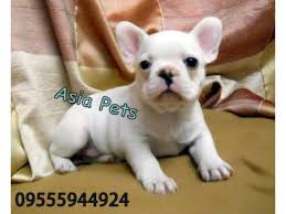 (cheapest dog market) cheapest price french bulldog puppies available in delhi and india, 9711696640. French Bulldog Puppies Price In Goa French Bulldog Puppies For Sale In Goa