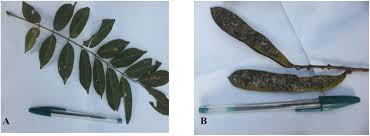 Image result for Xeroderris stuhlmannii