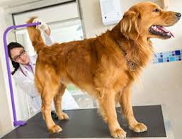 Bowel cancer in dogs can have different forms, but they all manifest in the same way. The Poop Scooting Boogie What Scooting Says About Your Pet Vet In Sunrise Sawgrass Veterinary Center